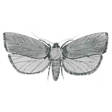 Tortrix viridana